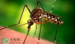 什么防蚊效果好？嬰兒用什么防蚊？
