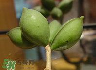 檳榔為什么會(huì)上癮？檳榔上癮怎么戒？