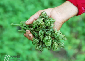 糖尿病能吃蕨菜嗎？糖尿病可以吃蕨菜嗎？