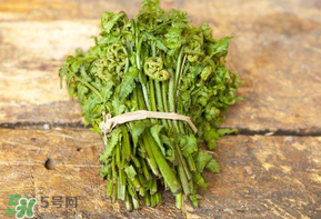 糖尿病能吃蕨菜嗎？糖尿病可以吃蕨菜嗎？