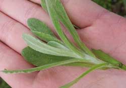 清明菜怎么做好吃？清明菜怎么做止咳？