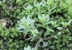 清明菜是什么菜？清明菜是艾草嗎？