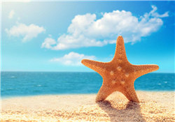 海星怎么吃？海星能吃嗎？