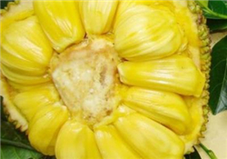 菠蘿蜜的營養(yǎng)價(jià)值 吃菠蘿蜜有什么好處？