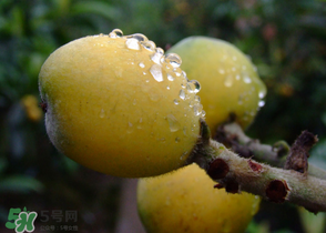 糖尿病能吃枇杷嗎？糖尿病人能吃枇杷嗎？