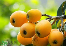 寶寶感冒可以吃枇杷嗎？寶寶感冒能吃枇杷嗎？