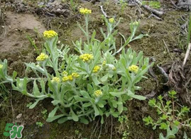 清明菜什么時(shí)候有？清明菜什么時(shí)候吃？