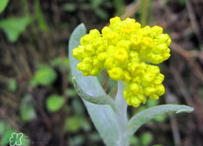 清明菜開(kāi)花了能不能吃？清明菜怎么吃？