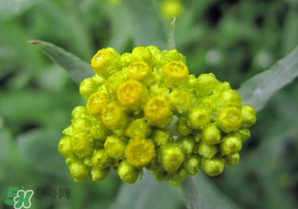 清明菜開(kāi)花了能不能吃？清明菜怎么吃？