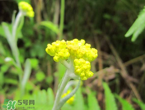 清明菜開(kāi)花了能不能吃？清明菜怎么吃？