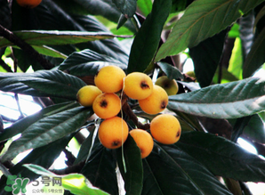 枇杷樹幾年結(jié)果？枇杷樹為什么不結(jié)果？