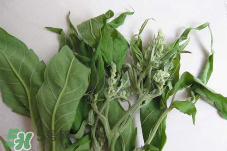 艾草吃了有什么好處？艾草吃多了會(huì)怎樣？