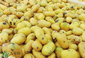 芒果爛了一點能吃嗎？芒果爛了一半還能吃嗎？