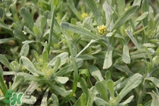 艾草能治療蕁麻疹嗎？艾草可以治療蕁麻疹嗎？
