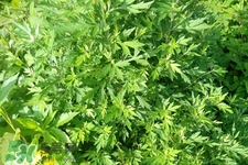 艾草可以治痛經(jīng)嗎？艾草能治月經(jīng)不調(diào)嗎？