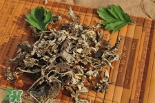 艾草可以治感冒嗎？艾草如何治療感冒？