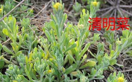 曲曲菜是苦菜嗎？曲曲菜和苦菜有什么區(qū)別？
