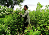 艾草可以治風濕嗎？怎么用艾草治療風濕？