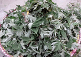艾草可以治感冒嗎？艾草如何治療感冒？