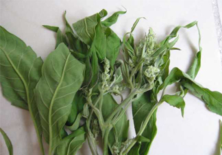 艾草可以治療宮寒嗎？艾草泡腳能治宮寒嗎？