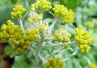 清明菜開(kāi)花了能不能吃？清明菜怎么吃？