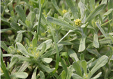 艾草能治療蕁麻疹嗎？艾草可以治療蕁麻疹嗎？