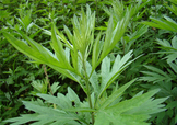 艾草可以治腳氣嗎？艾草泡腳能治腳氣嗎？