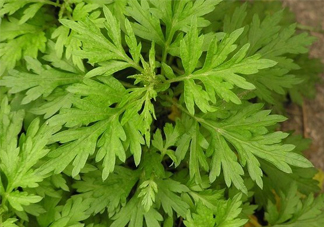 艾草吃了有什么好處？艾草吃多了會(huì)怎樣？