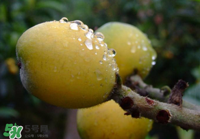 枇杷可以和蔥一起煮嗎？蔥和枇杷葉一起煮可以喝嗎？