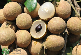 枇杷和龍眼能一起吃嗎？枇杷和桂圓能一起吃嗎？
