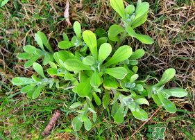 清明菜可以種植嗎？清明菜怎么種植？