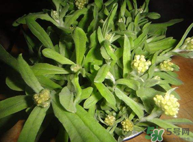 清明菜可以種植嗎？清明菜怎么種植？