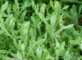 清明菜可以種植嗎？清明菜怎么種植？