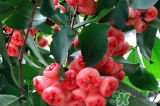 蓮霧熱量高嗎？一個(gè)蓮霧的熱量有多少？