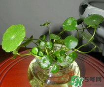 金錢草怎么養(yǎng)？金錢草好養(yǎng)嗎？