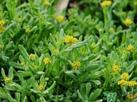 吃清明草有什么好處？清明草的功效與作用