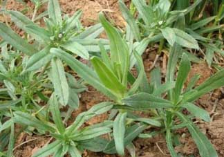 清明菜可以種植嗎？清明菜怎么種植？