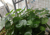 金錢草泡水喝的功效？金錢草有什么作用？