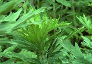 清明菜是什么？清明菜和艾草的區(qū)別