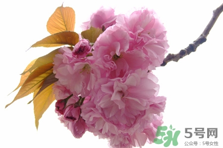 清明節(jié)掃墓能不去嗎？清明節(jié)上墳必須去嗎？