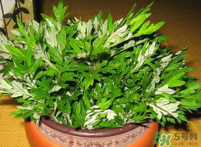 清明菜是什么？清明菜和艾草的區(qū)別 