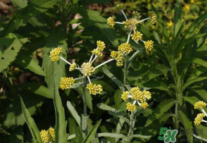 清明菜是發(fā)物嗎？清明菜是不是發(fā)物？