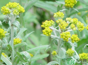 清明菜是發(fā)物嗎？清明菜是不是發(fā)物？