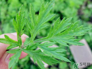 清明草是艾草嗎？清明菜是什么草？