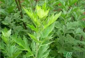 清明草是艾草嗎？清明菜是什么草？