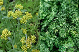 清明草能吃嗎？清明草花可以吃嗎？
