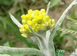 清明草能吃嗎？清明草花可以吃嗎？