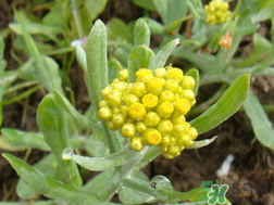 清明草能吃嗎？清明草花可以吃嗎？