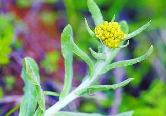清明菜是發(fā)物嗎？清明菜是不是發(fā)物？