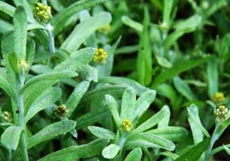 清明菜能治哮喘嗎？清明菜可以治哮喘嗎？